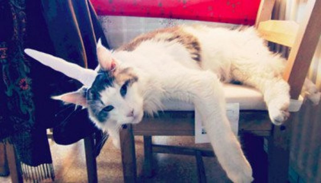 unicorno gonfiabile gatto regalol