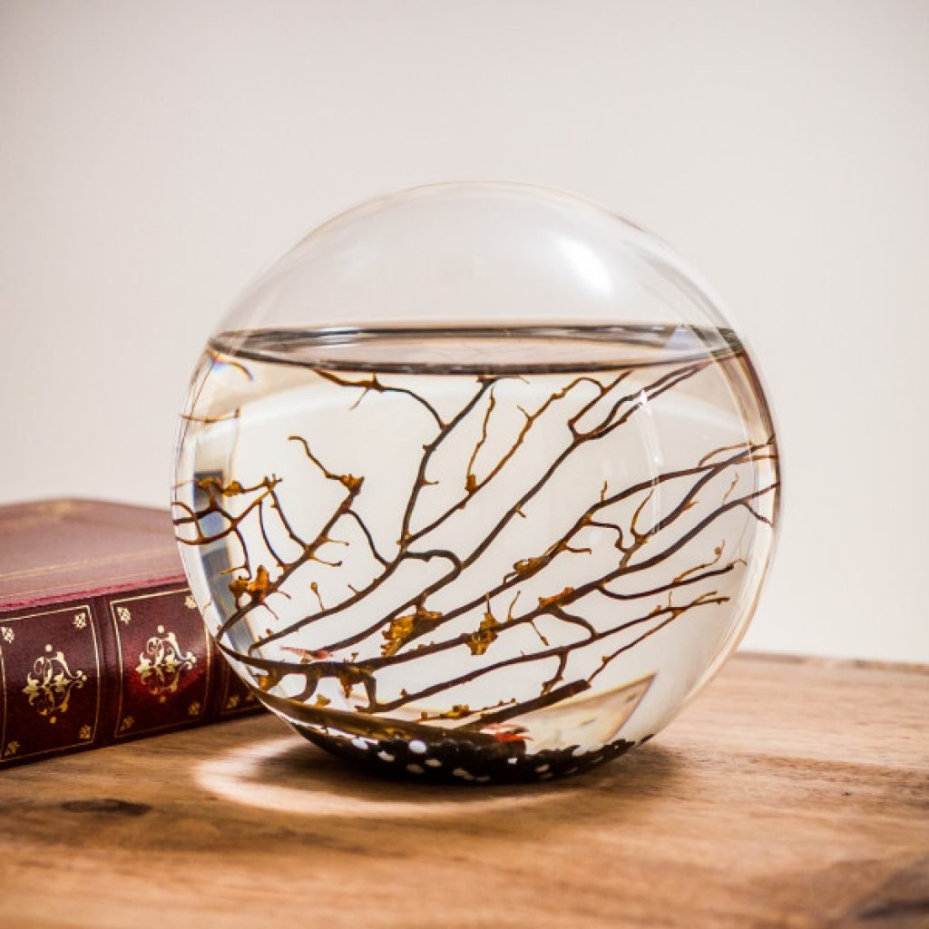 ecosphere regalol