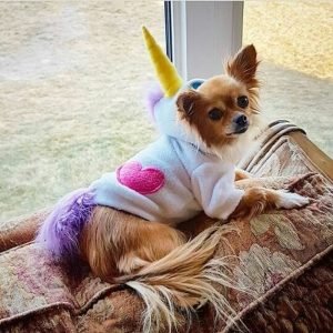 Costume Unicorno Per Cani