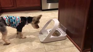 Ciotola Con Riconoscimento Chip