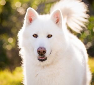Sbiancante Pelo Per Cani