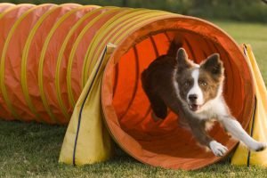 Tunnel Agility Portatile Per Cani
