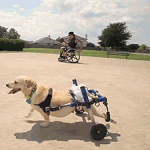 Carrello A Rotelle Per Cani