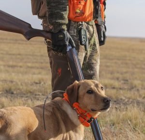 Collare GPS Per Cane