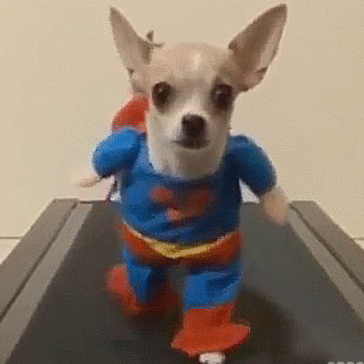Costume Da Superman Per Cane