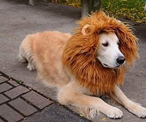 Criniera Da Leone Per Cane