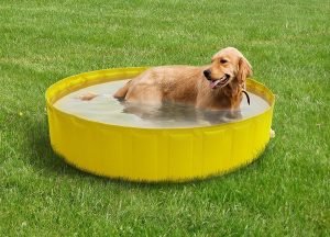 Mini Piscina Per Cane