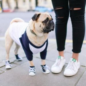 Scarpe Converse Per Cane