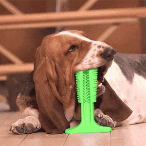 Spazzolino Da Denti Per Cane