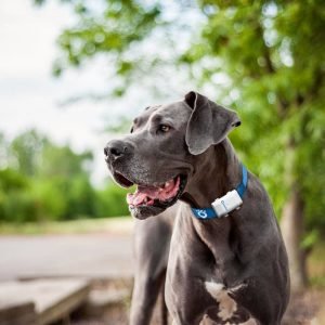 GPS Tracker Per Cani