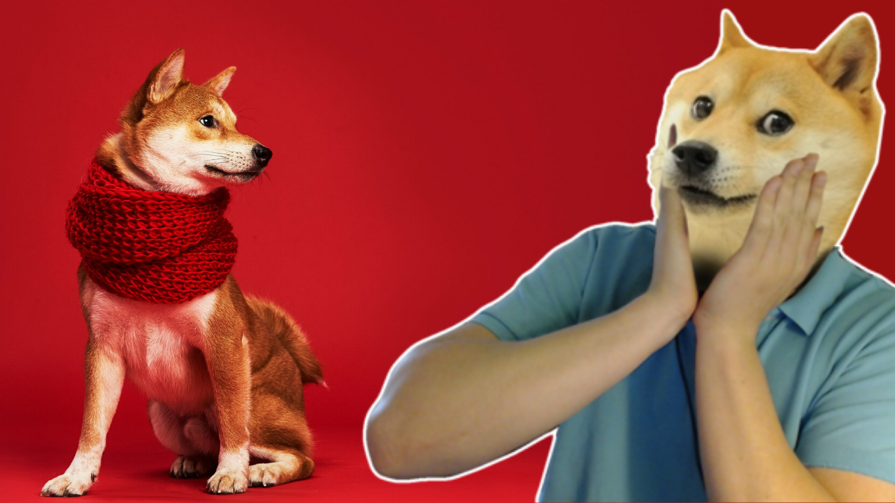 IDEE REGALO PER CANI