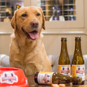 Birra Per cani