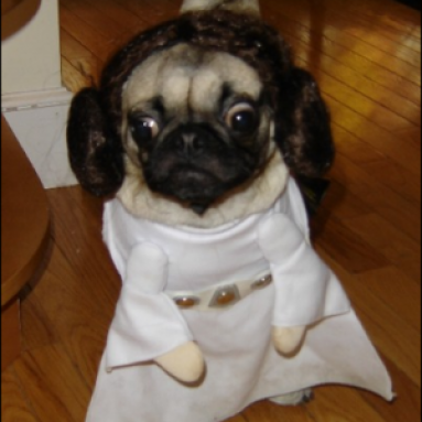 Costume Per Cani Principessa Leila Star Wars