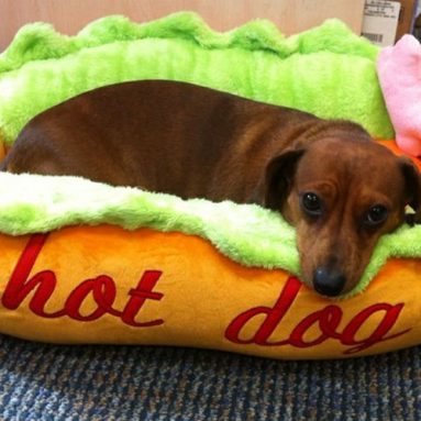 Cuccia Hot Dog